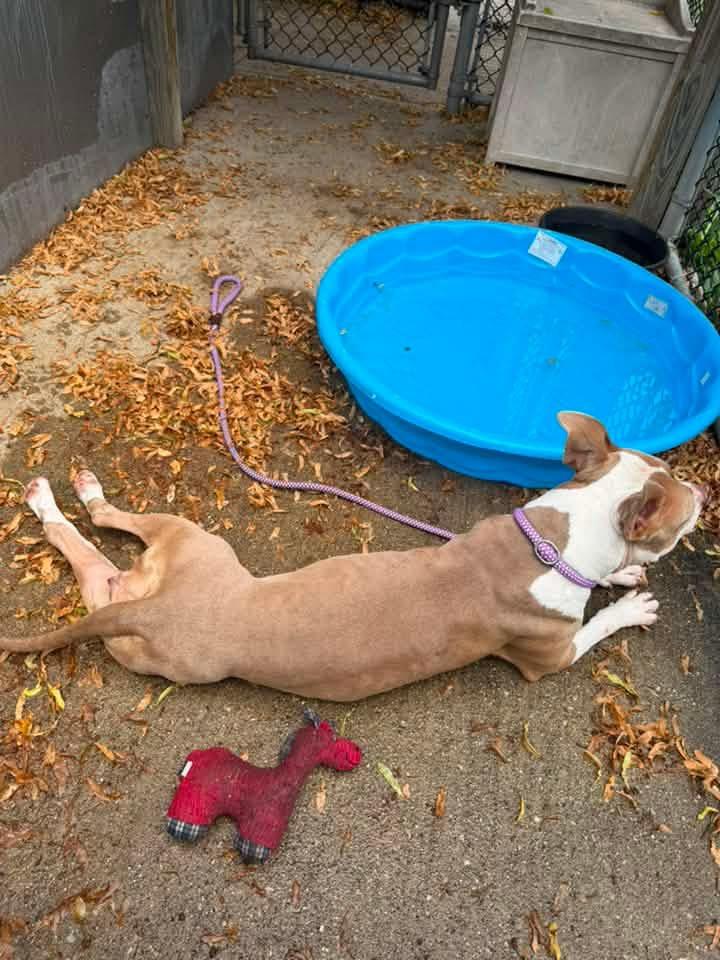Spoonful, a ADOPTABLE Pit Bull Terrier in Chicago, IL image 4/5