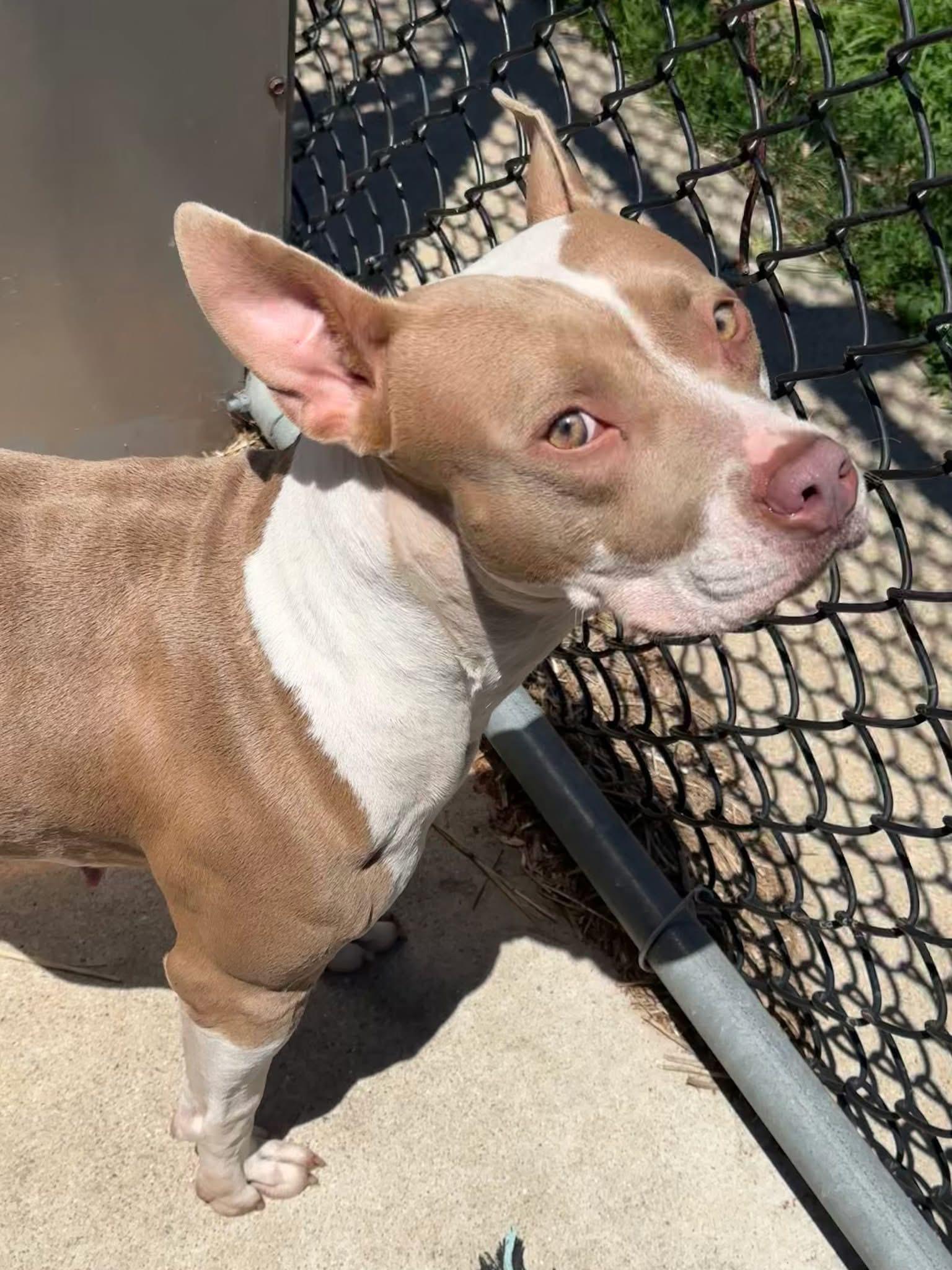 Spoonful, a ADOPTABLE Pit Bull Terrier in Chicago, IL image 3/5