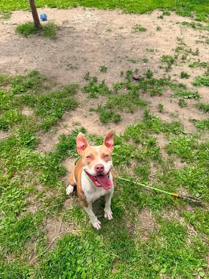 Spoonful, a ADOPTABLE Pit Bull Terrier in Chicago, IL image 2/5