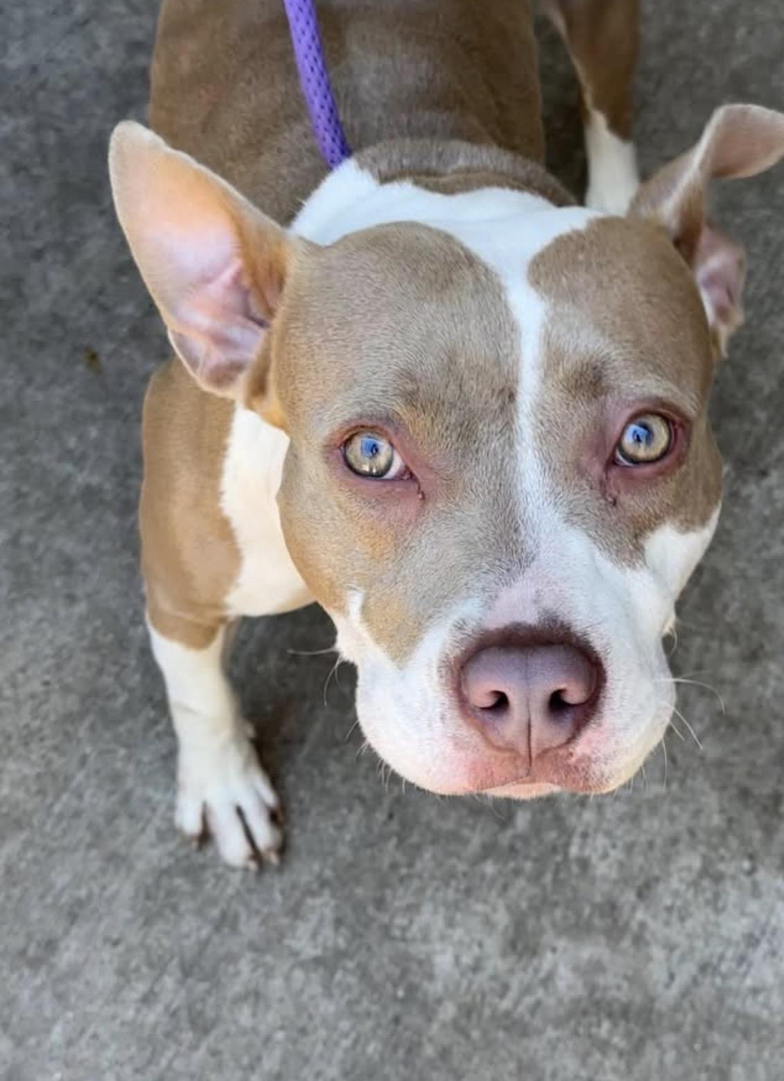 Spoonful, ADOPTABLE, Adult Female Pit Bull Terrier.