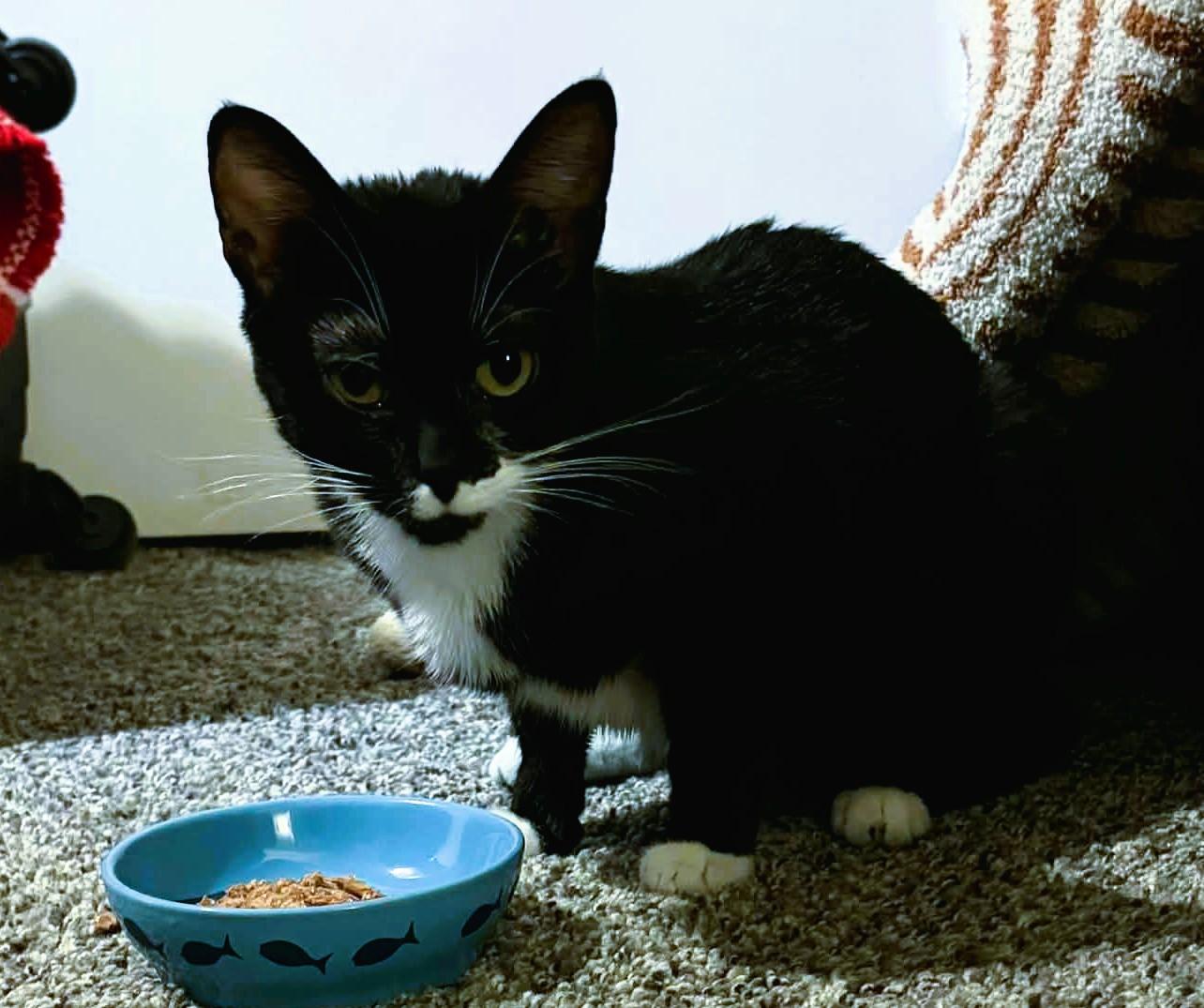 Enlarge Mittens, a ADOPTABLE Domestic Short Hair in Lexington, KY image 2/2