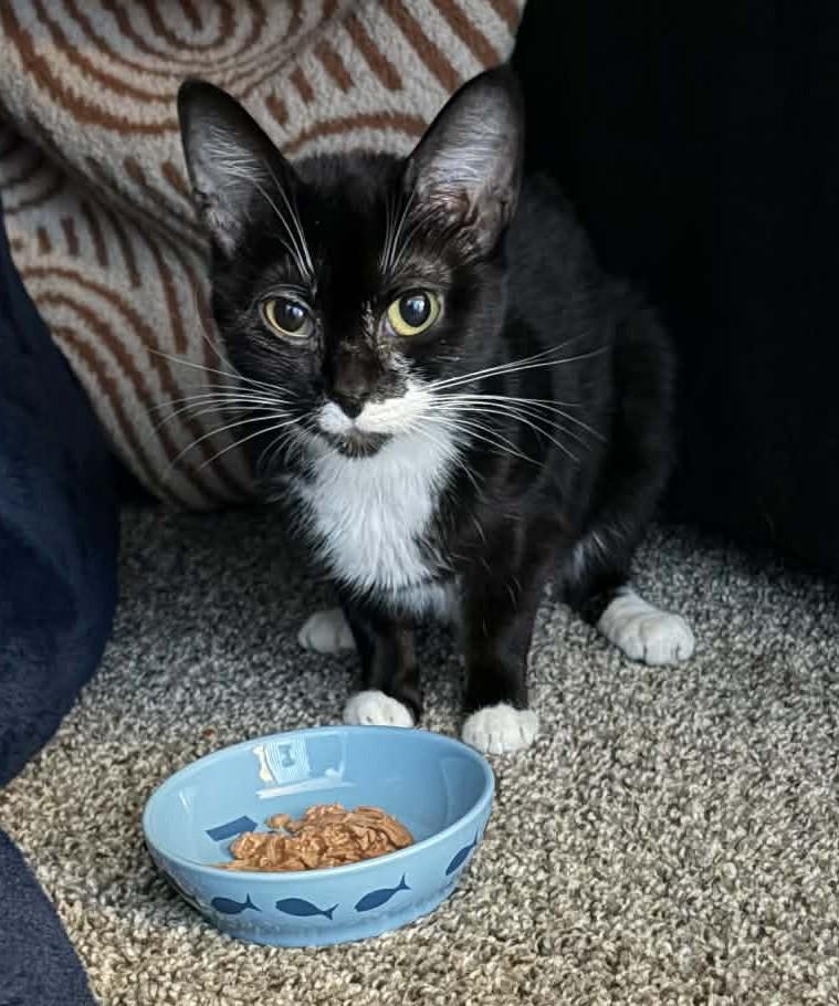 Mittens, ADOPTABLE, Young Female Domestic Short Hair.