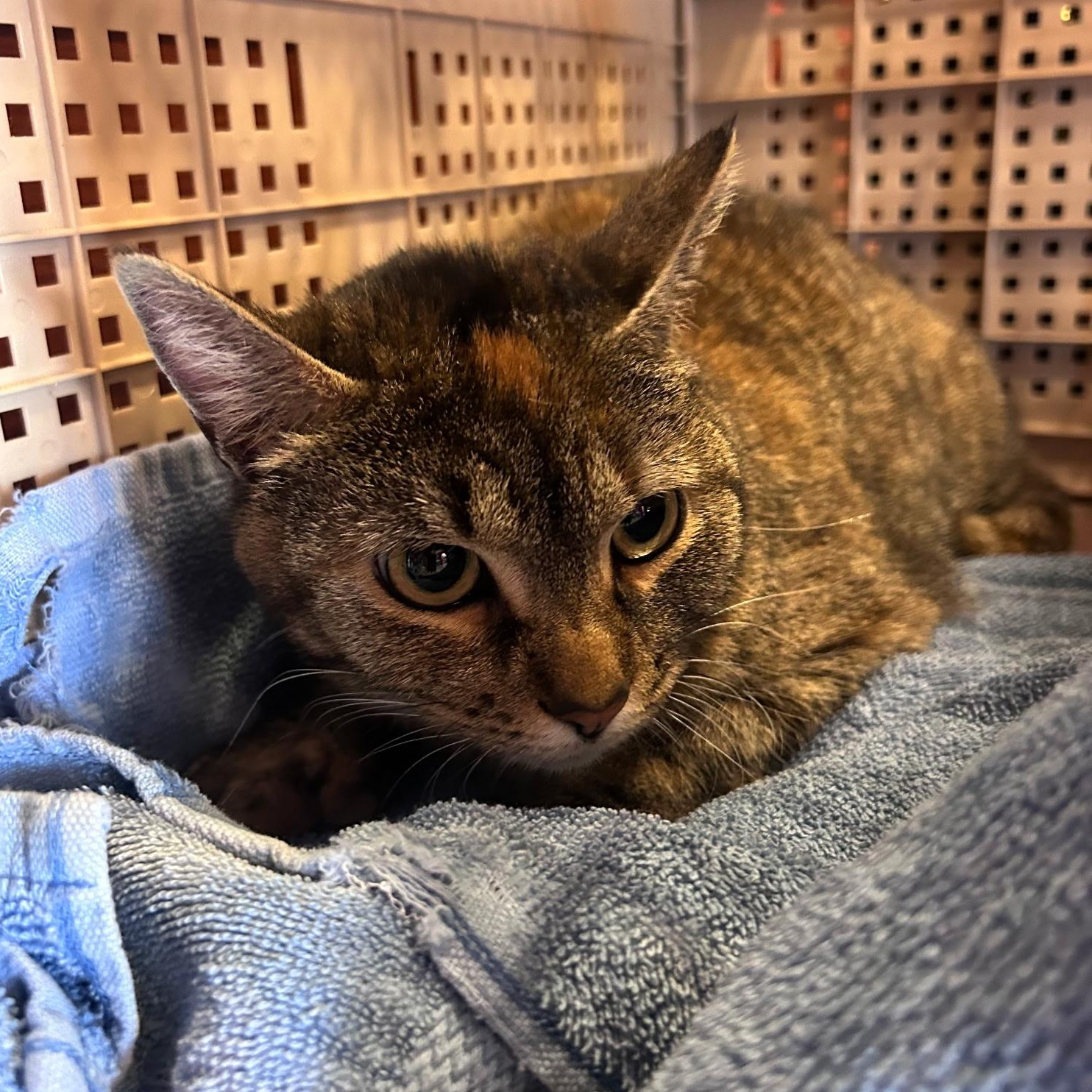 Rachel, an adopted Domestic Short Hair in Garden City, MI image 5/5