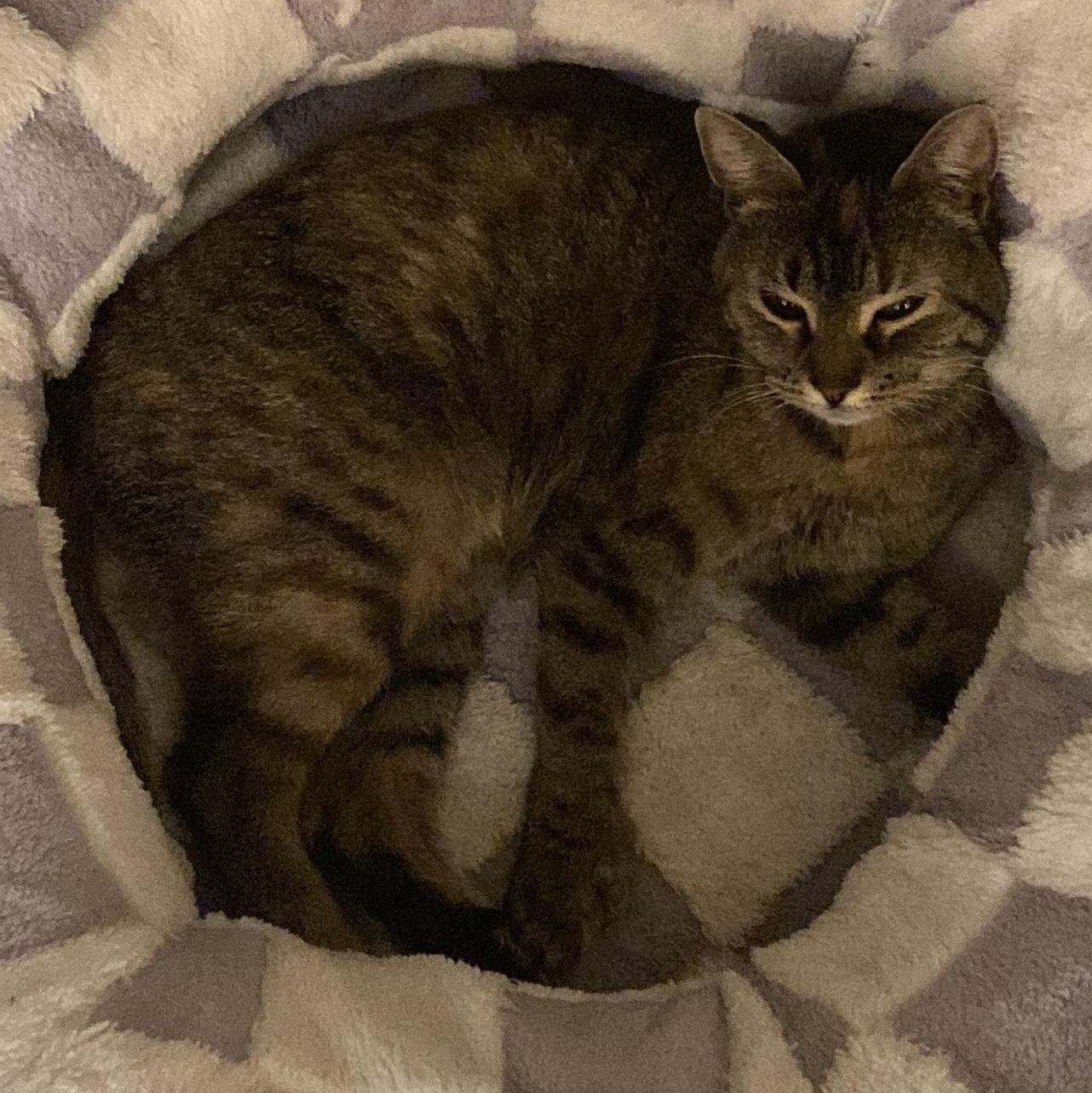 Rachel, an adopted Domestic Short Hair in Garden City, MI image 2/5