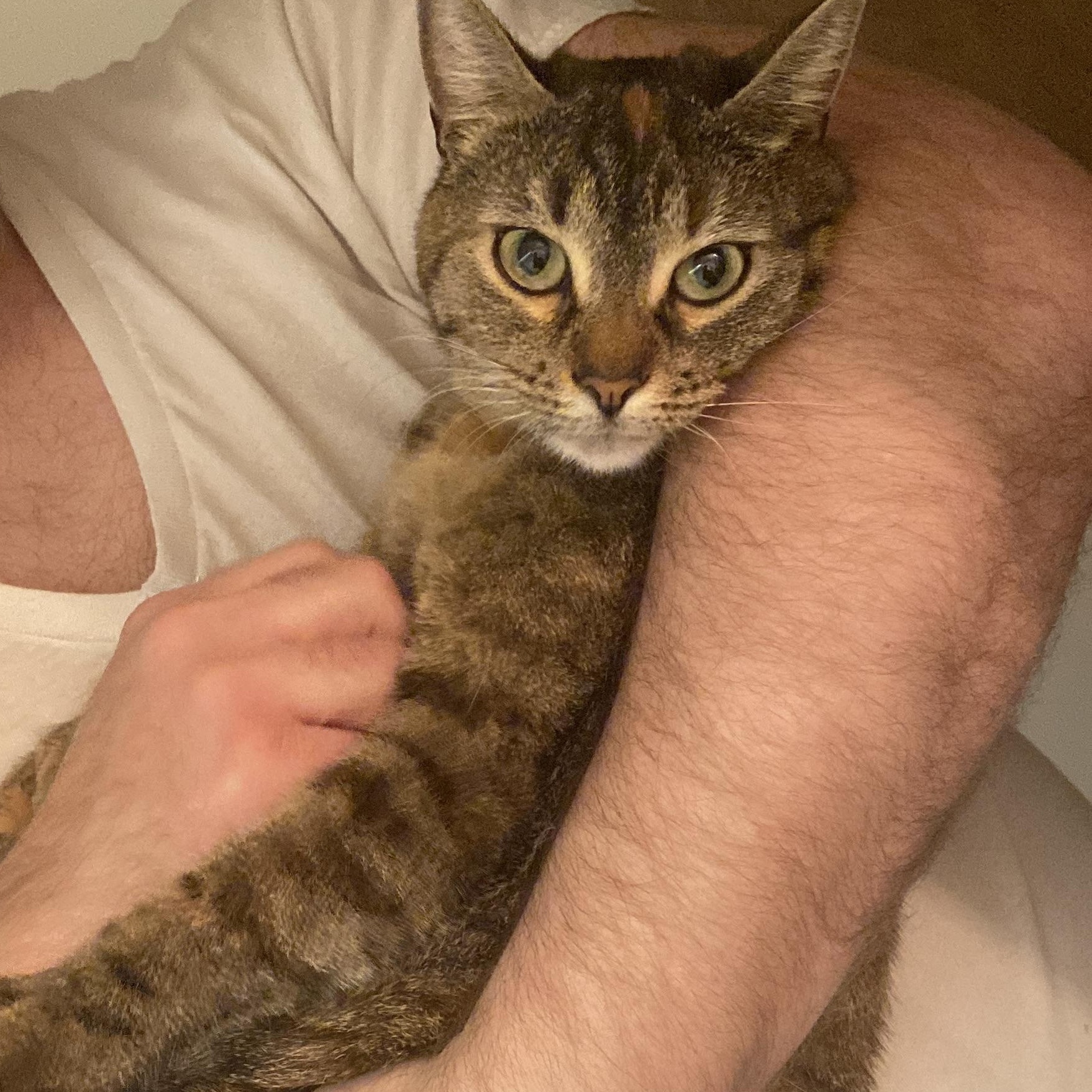 Rachel, an adopted Domestic Short Hair in Garden City, MI image 3/5