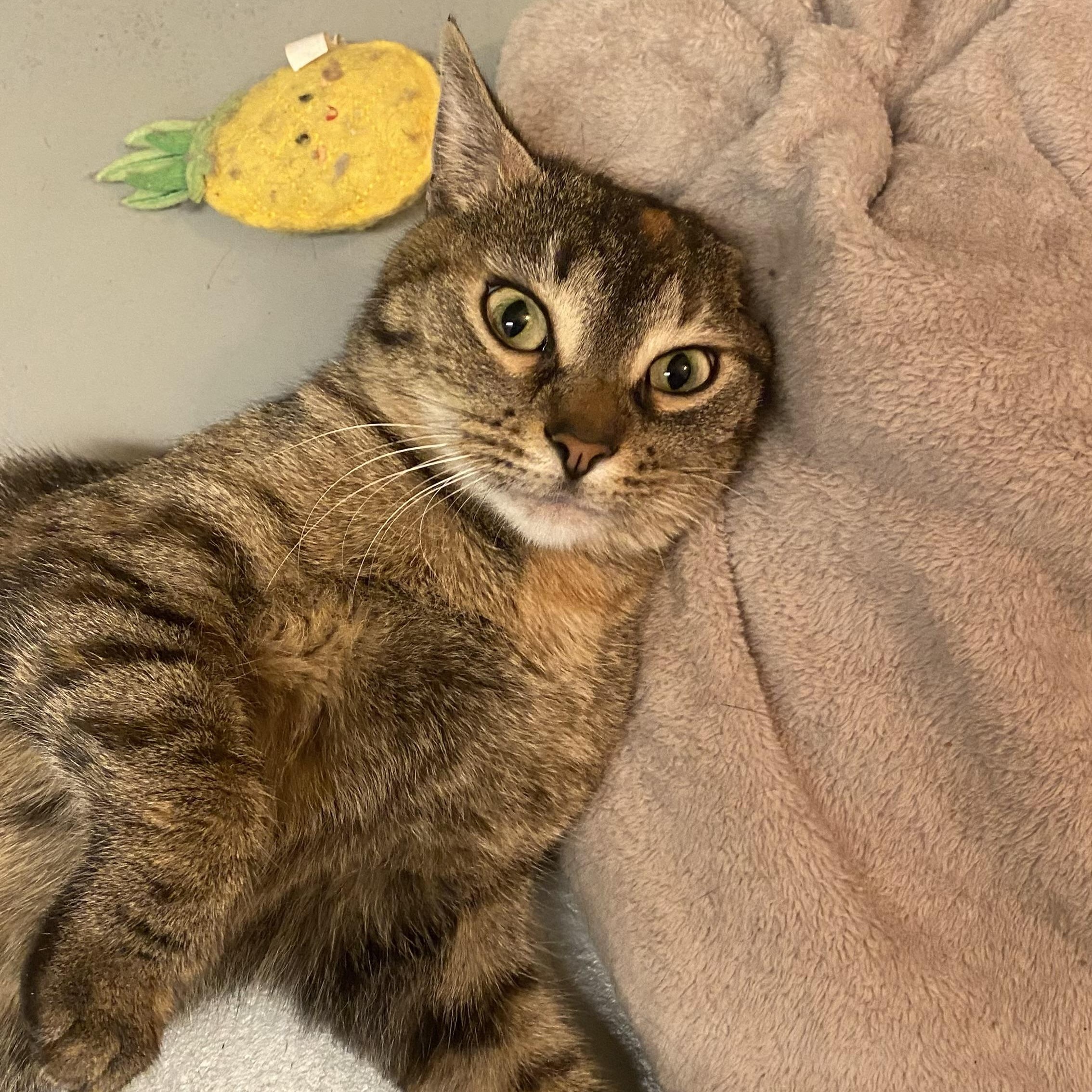 Rachel, an adopted Domestic Short Hair in Garden City, MI image 1/5