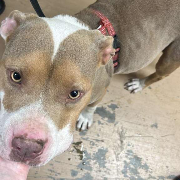 Wonton, Adoptable, Young Female Mixed Breed.