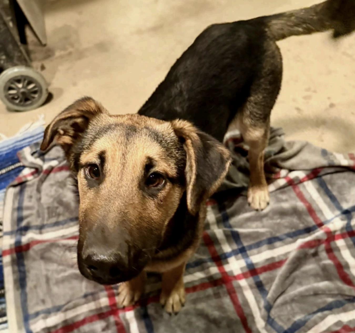 Wall-E, ADOPTABLE, Puppy Male German Shepherd Dog & Mixed Breed.