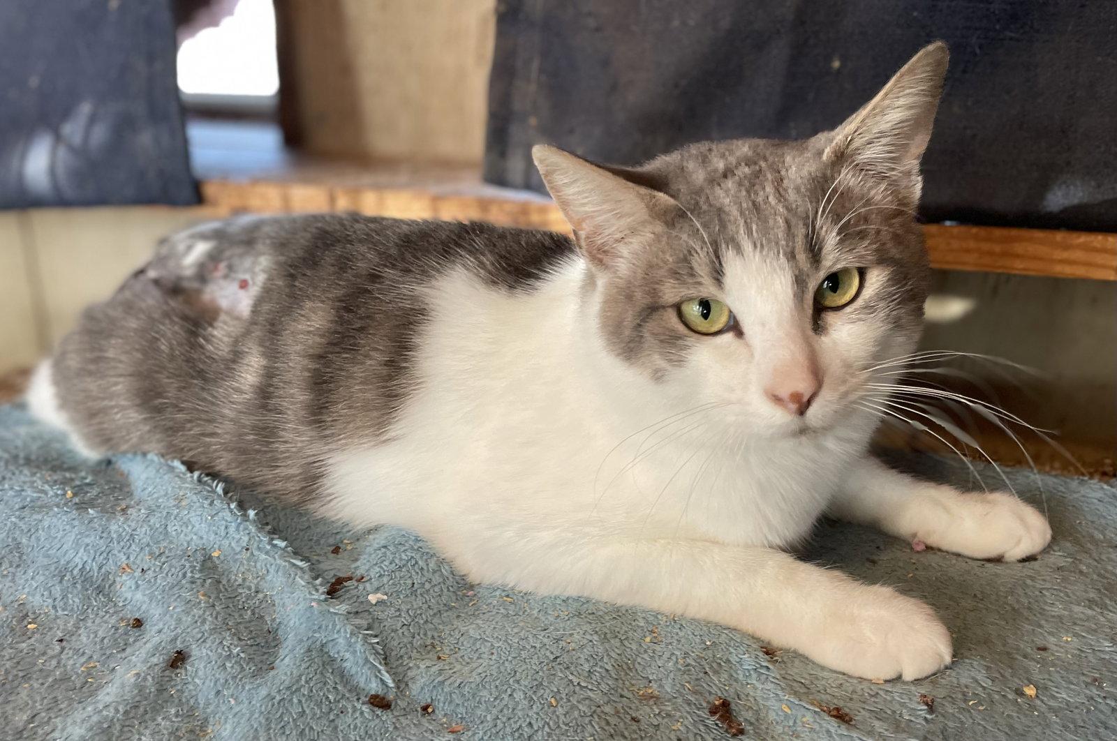 Vossie, Adoptable, Adult Male Domestic Short Hair.