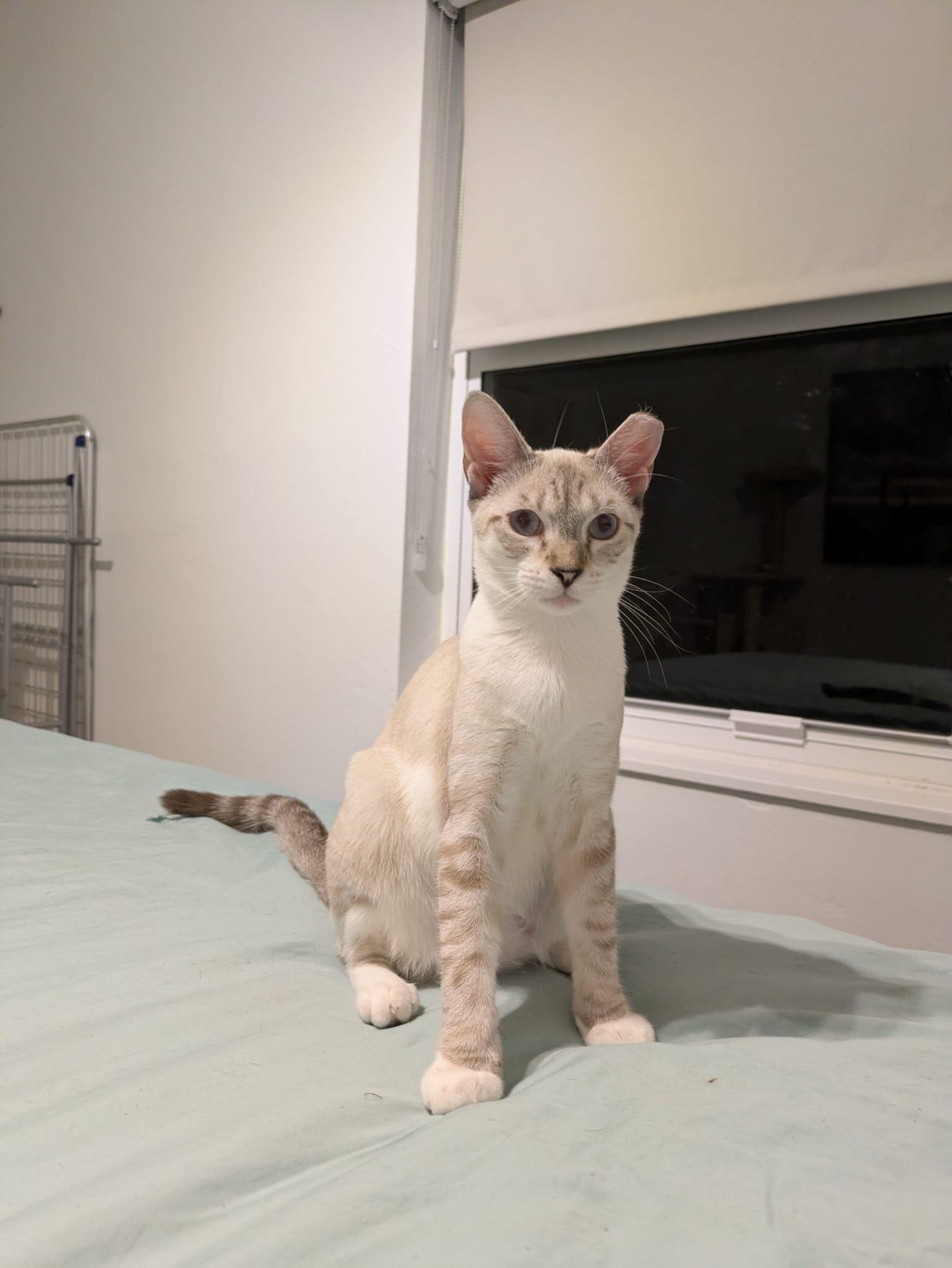 Cindy & Cowboy - BONDED!, a Adoptable Siamese in Boston, MA image 5/6