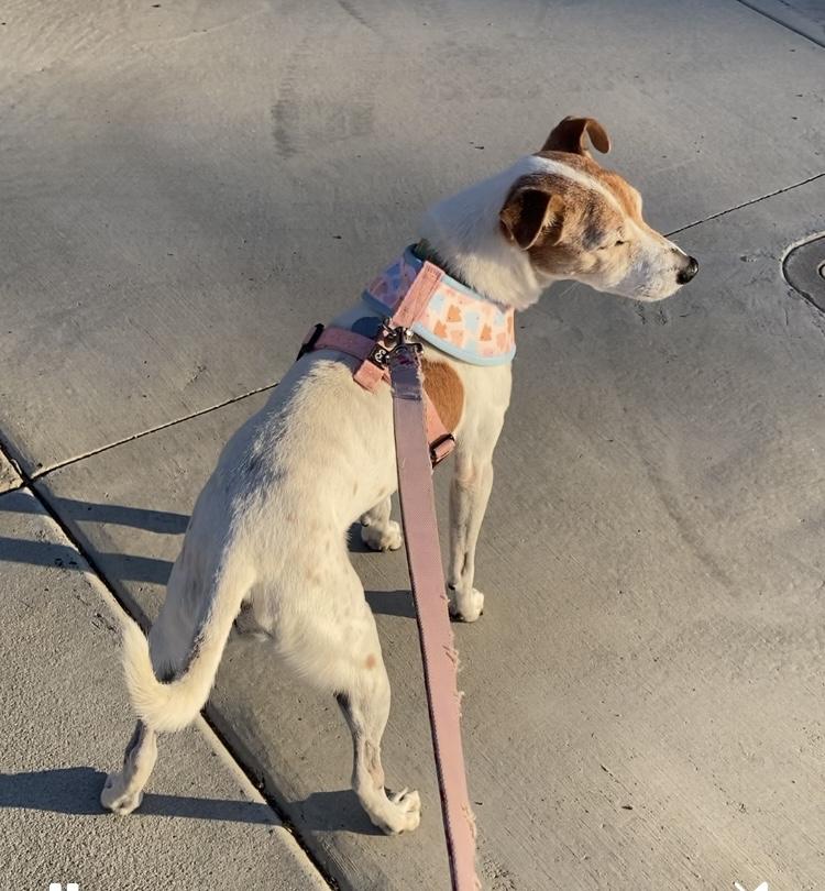 Jake, Adoptable, Adult Male Jack Russell Terrier.