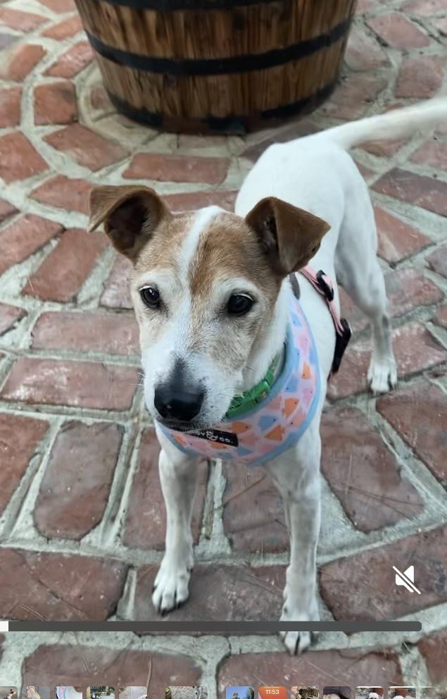 Jake, a Adoptable Jack Russell Terrier in Beverly Hills, CA image 2/2