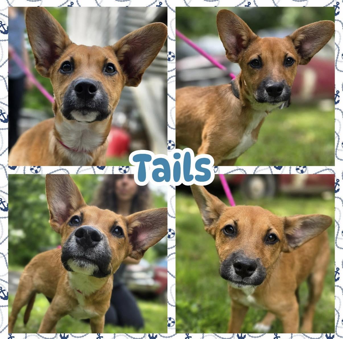 Tails, adopted, Puppy Male Basenji & Chihuahua.