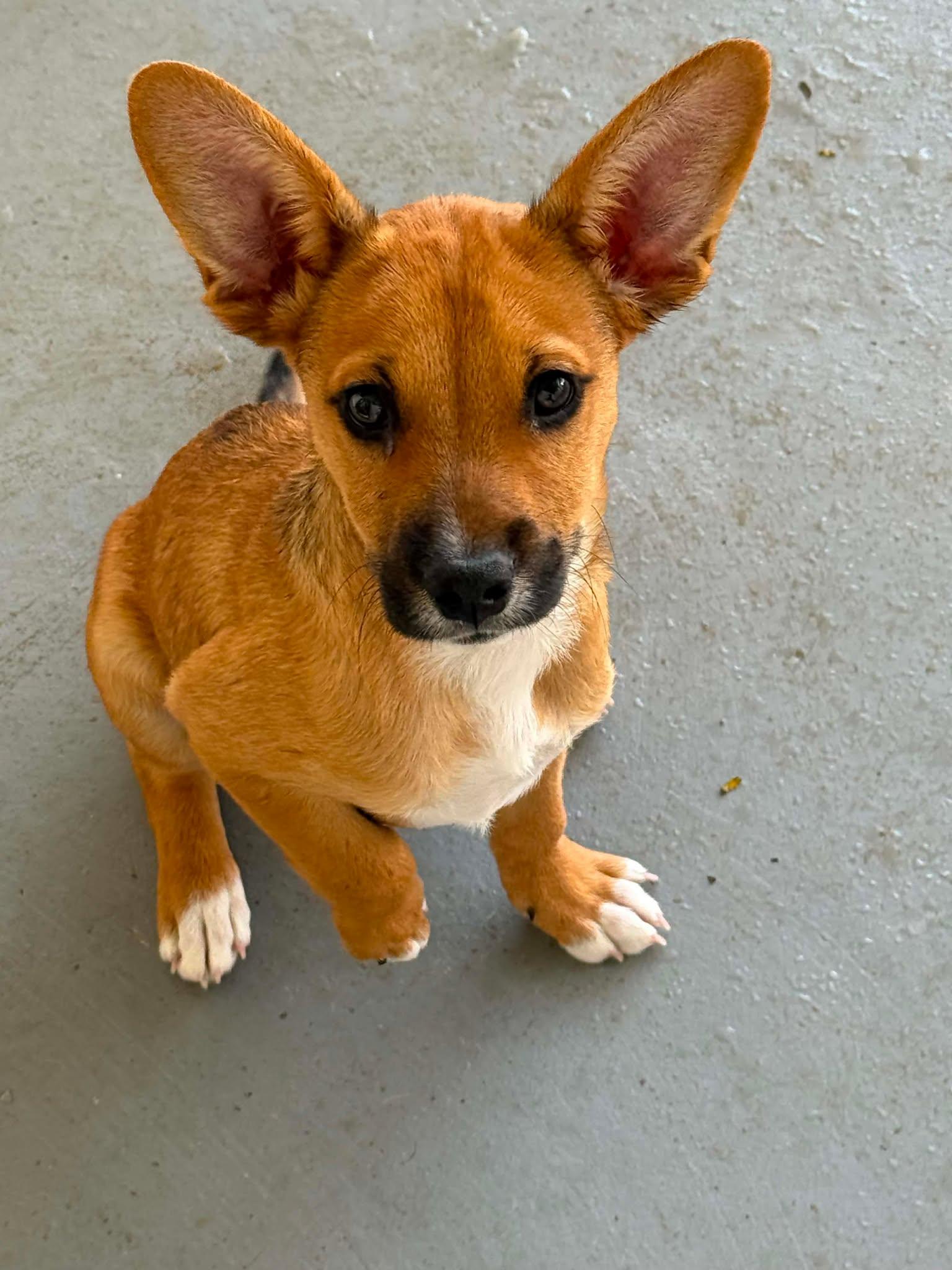 Enlarge Tails, an adopted mixed breed in Ringwood, NJ image 2/2