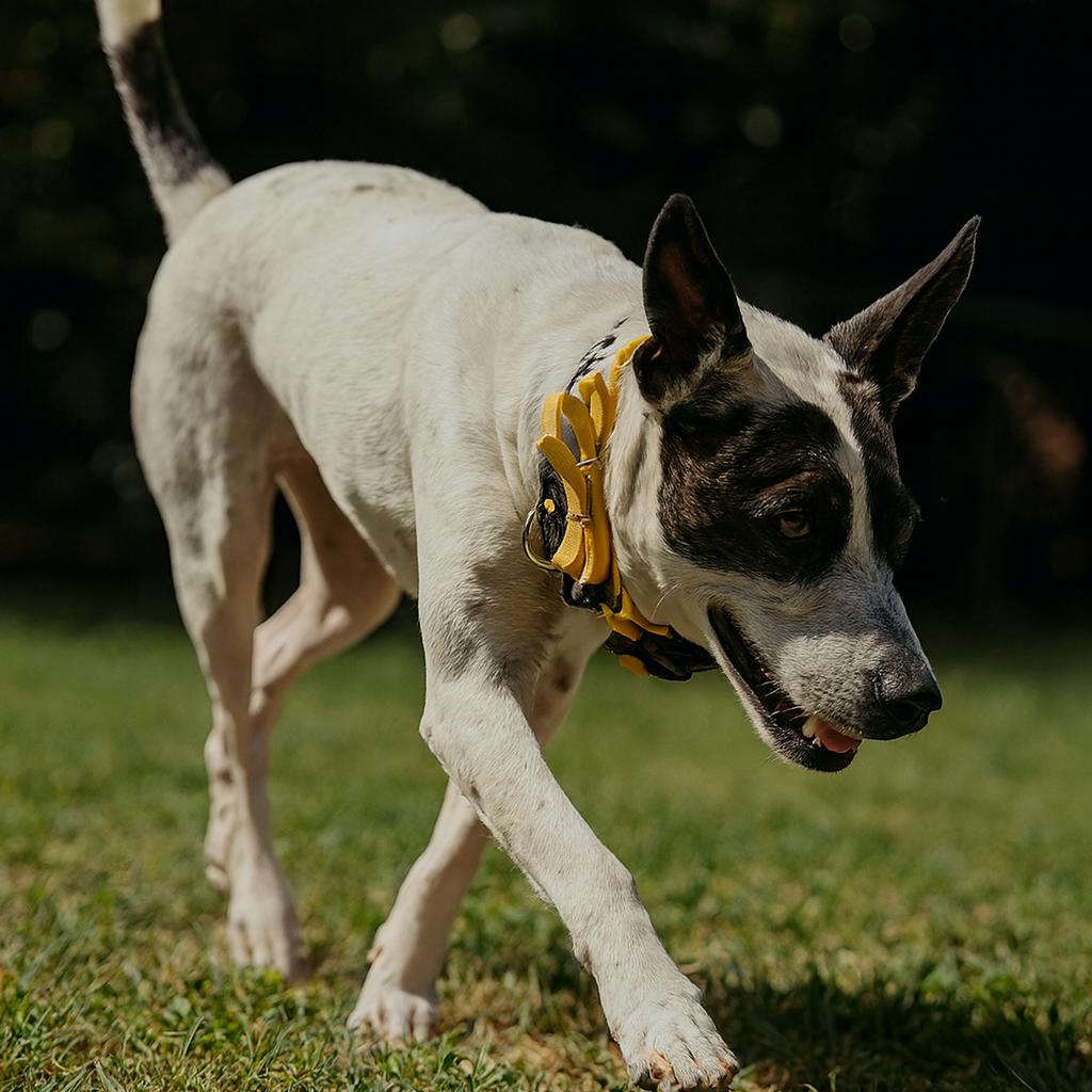 Enlarge Gali, a Adoptable Mixed Breed in Memphis, TN image 4/6