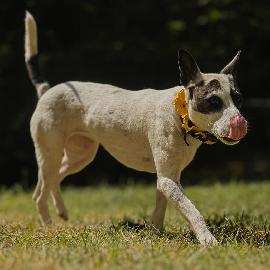 Enlarge Gali, a Adoptable Mixed Breed in Memphis, TN image 6/6