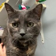 Leona--In Foster — thumbnail 2