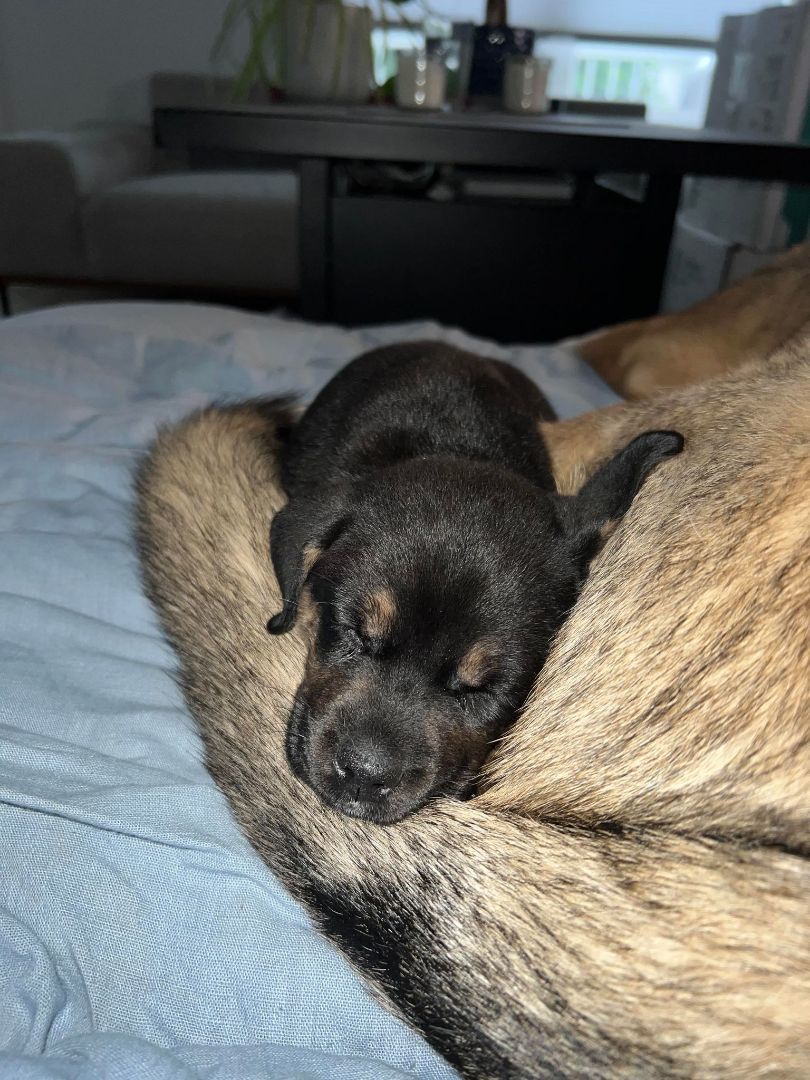 Eyebrows, a Adopted mixed breed in Winnipeg, MB image 1/8