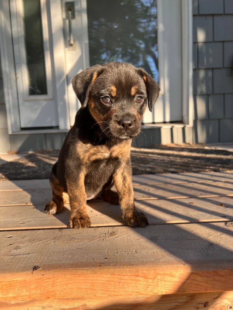 Eyebrows, a Adopted mixed breed in Winnipeg, MB image 2/8