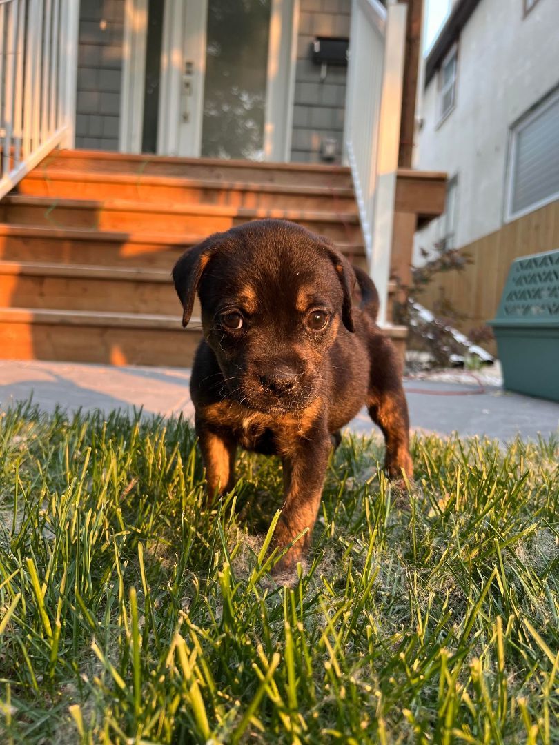 Eyebrows, a Adopted mixed breed in Winnipeg, MB image 3/8