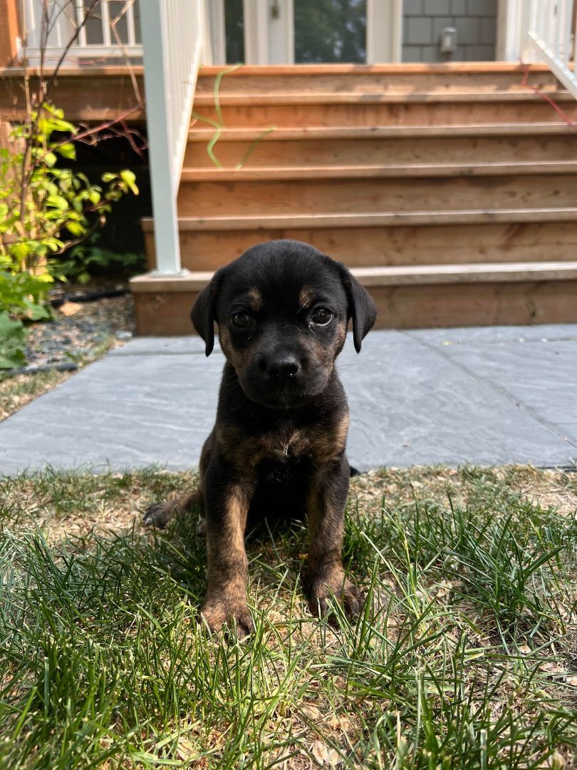 Eyebrows, a Adopted mixed breed in Winnipeg, MB image 4/8