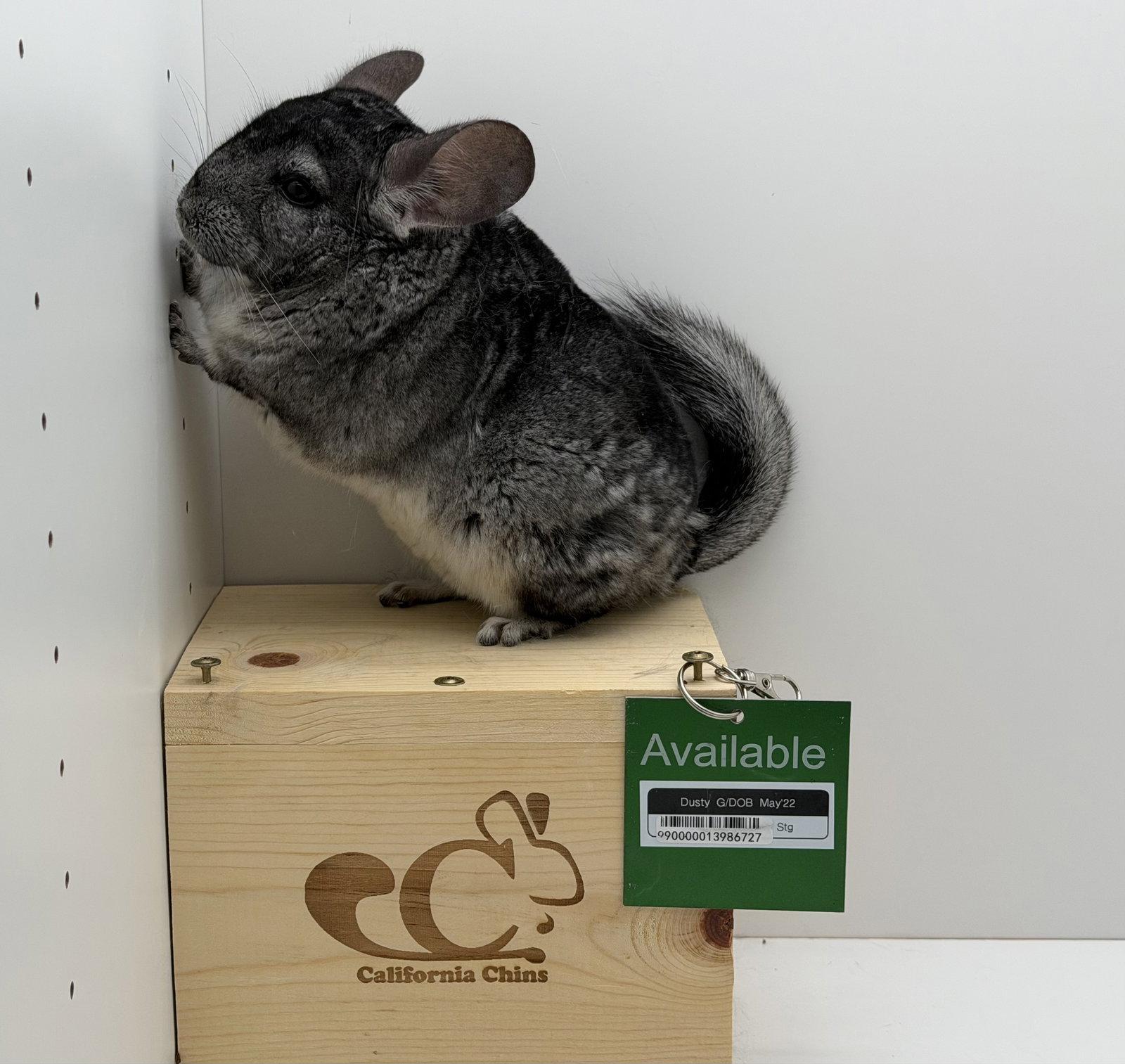 Dusty, a Adoptable Chinchilla in Sunnyvale, CA image 1/2