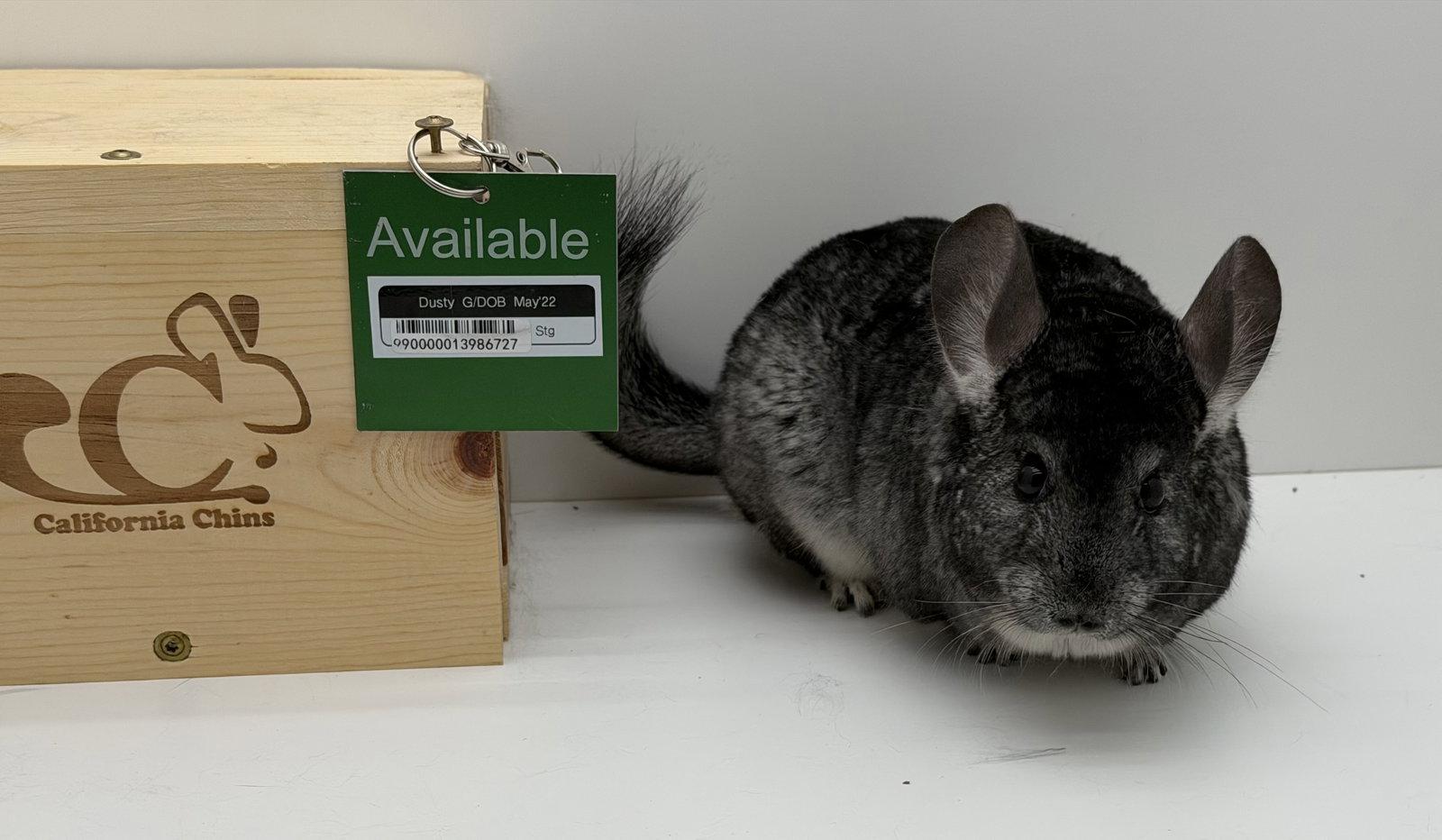 Dusty, a Adoptable Chinchilla in Sunnyvale, CA image 2/2