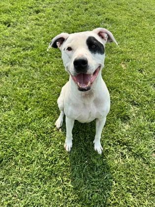 Enlarge Justice, a Adoptable mixed breed in St. Anne, IL image 1/2