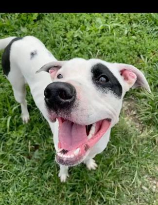 Justice, Adoptable, Adult Male Pit Bull Terrier & Mixed Breed.