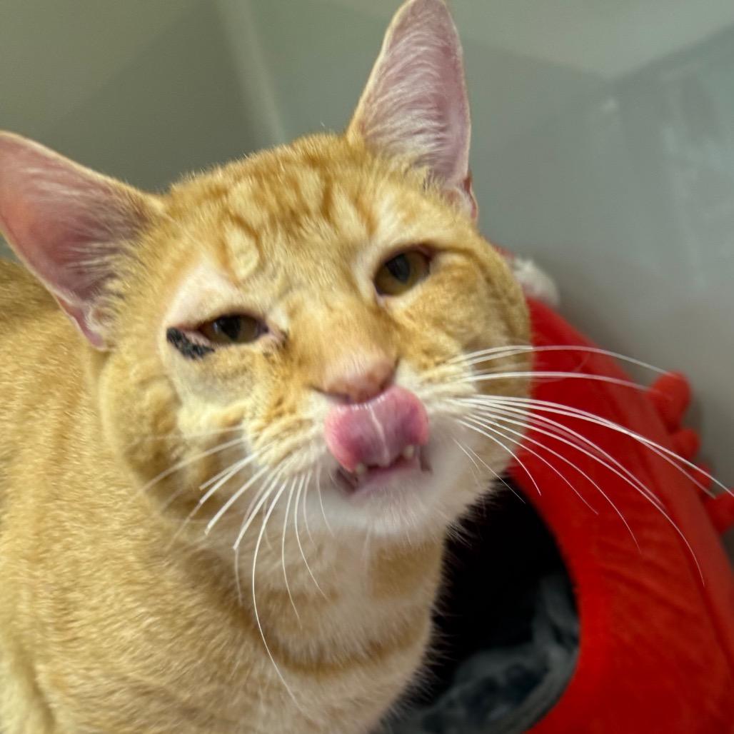 Perigo, Adoptable, Adult Male Domestic Short Hair.