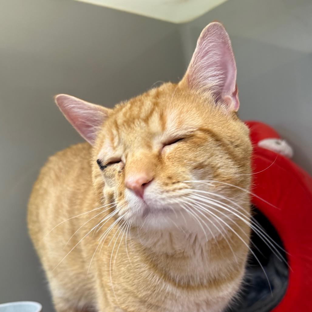 Enlarge Perigo, a Adoptable Domestic Short Hair in Saint Charles, MO image 2/4