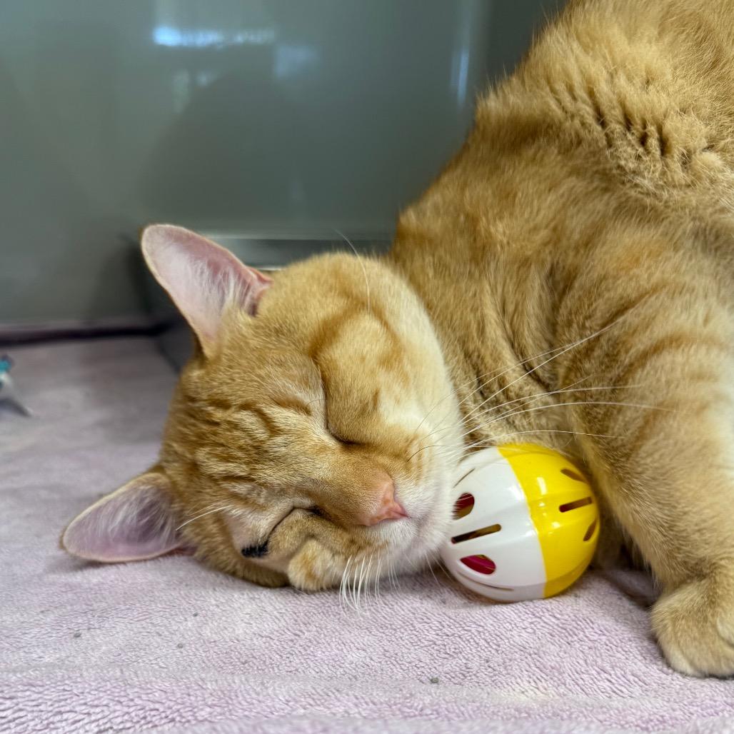 Enlarge Perigo, a Adoptable Domestic Short Hair in Saint Charles, MO image 3/4