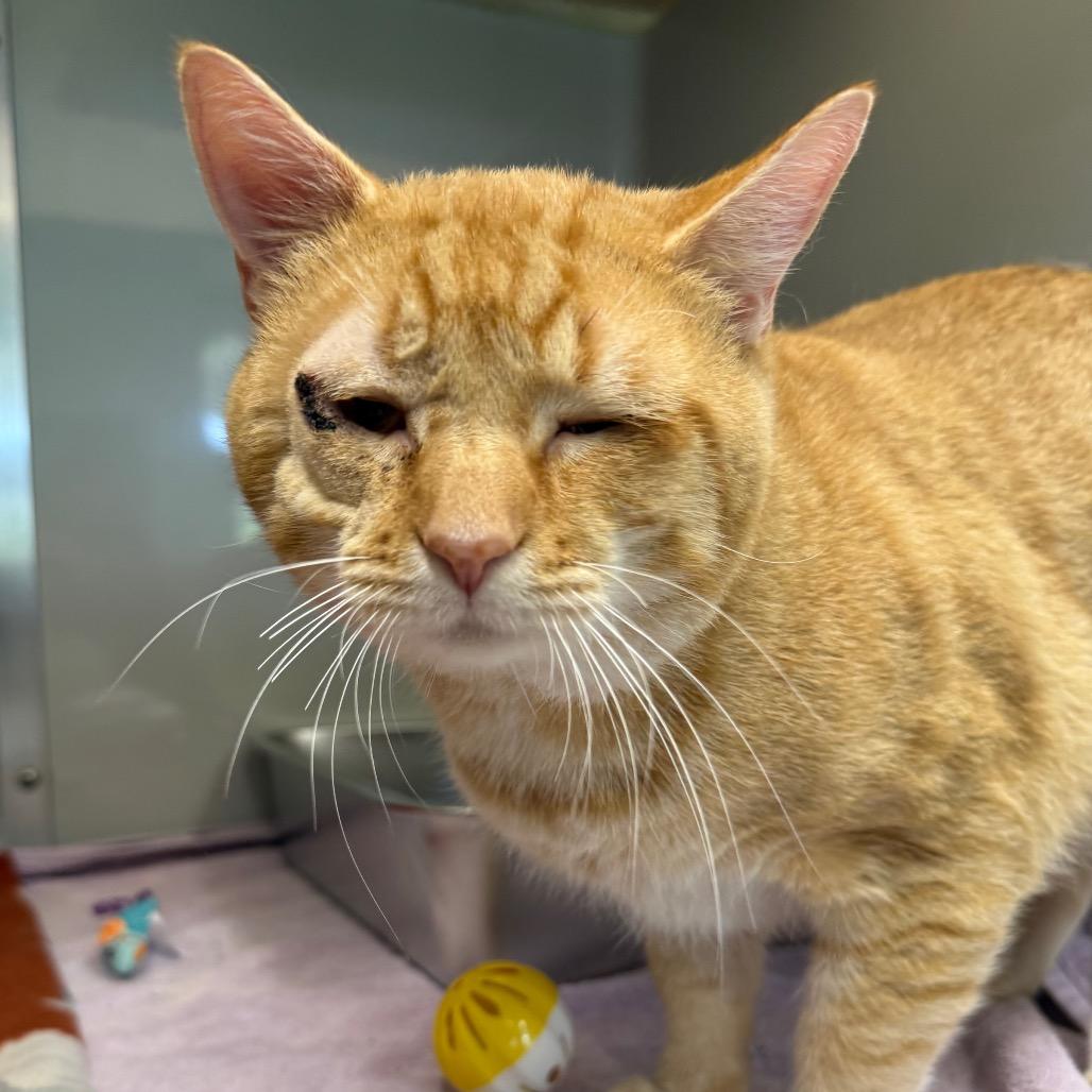 Enlarge Perigo, a Adoptable Domestic Short Hair in Saint Charles, MO image 4/4