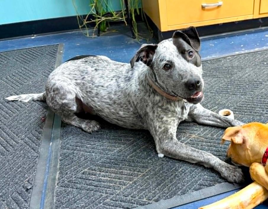 Zoey, a ADOPTABLE mixed breed in Eutawville, SC image 4/6