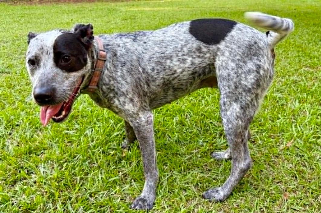 Zoey, a ADOPTABLE mixed breed in Eutawville, SC image 3/6