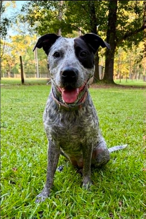 Zoey, a ADOPTABLE mixed breed in Eutawville, SC image 2/6
