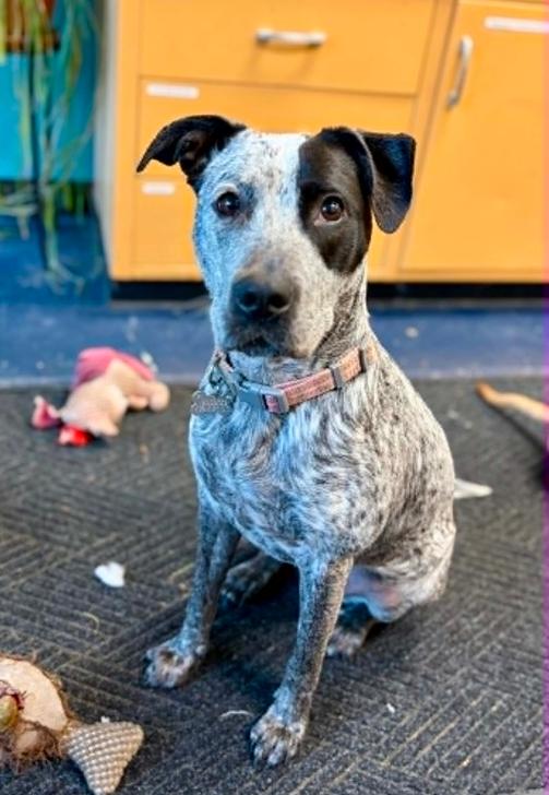 Zoey, ADOPTABLE, Adult Female Mixed Breed.