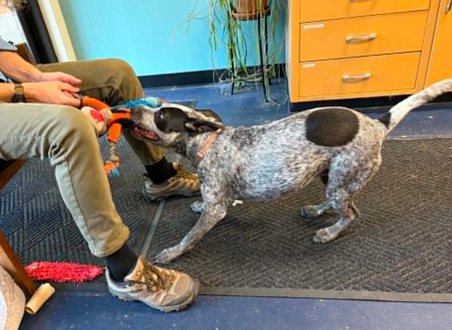 Zoey, a ADOPTABLE mixed breed in Eutawville, SC image 6/6