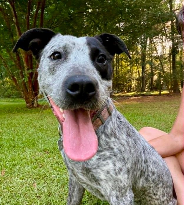Zoey, a ADOPTABLE mixed breed in Eutawville, SC image 5/6