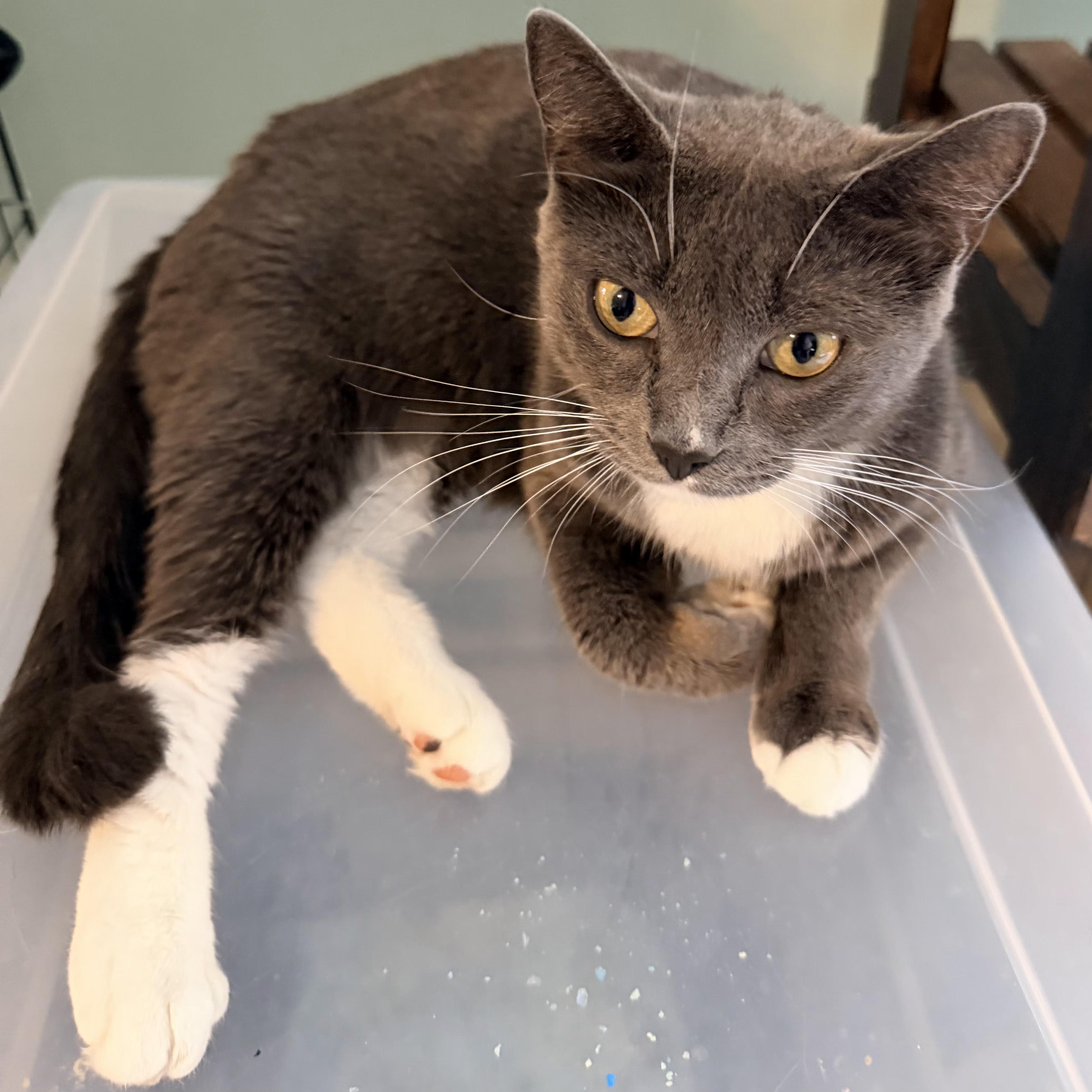 Miss Mittens, ADOPTABLE, Young Female Domestic Short Hair.