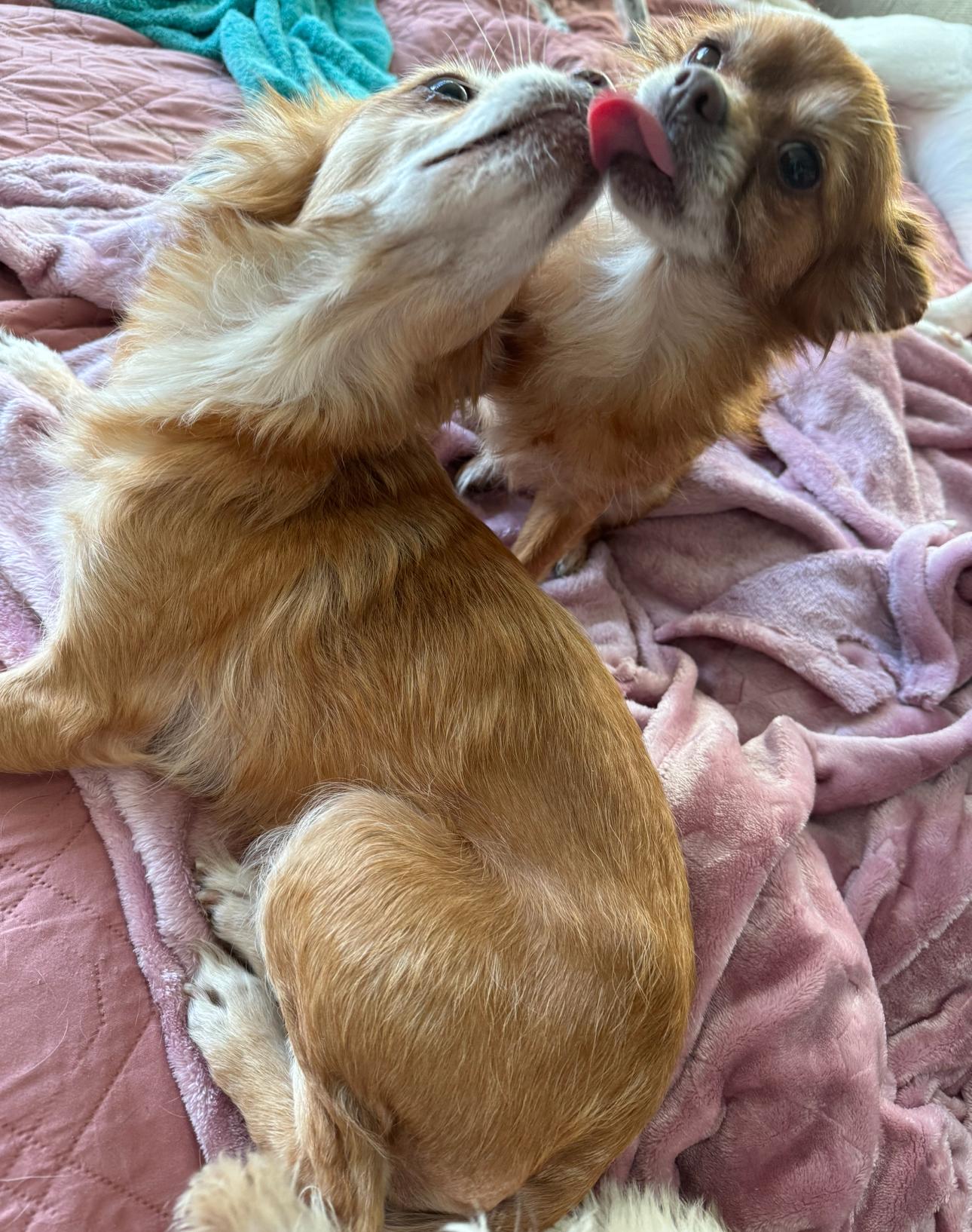 Bella & Ginger, a Adoptable Chihuahua in Los Angeles, CA image 3/4