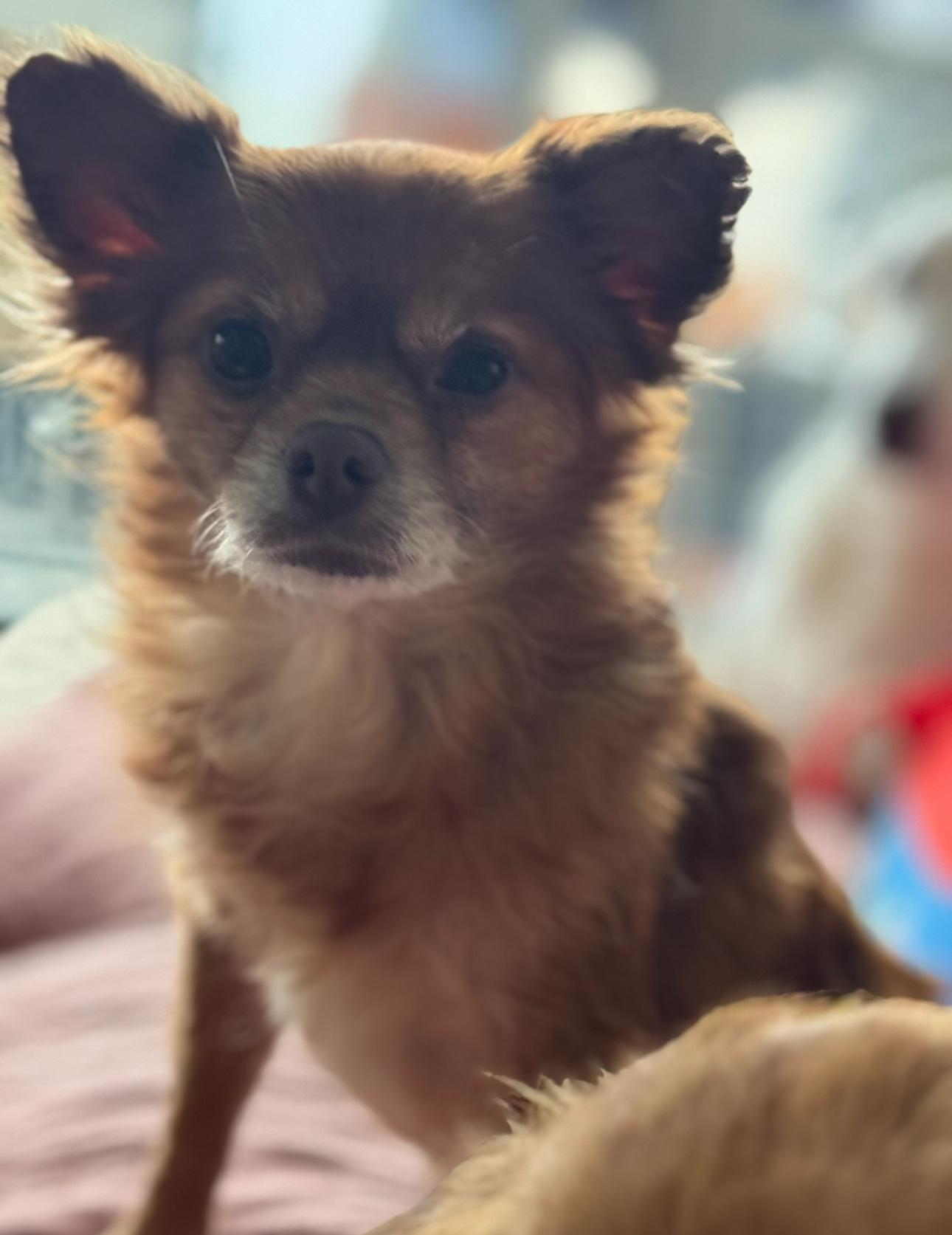 Bella & Ginger, a Adoptable Chihuahua in Los Angeles, CA image 4/4