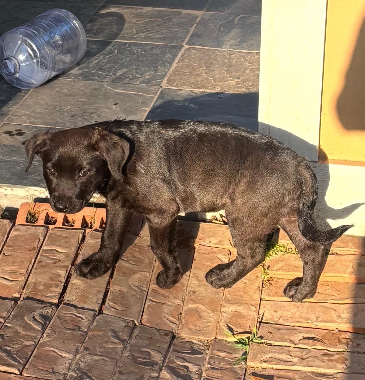 Enlarge Yin, an adopted mixed breed in Houston, TX image 2/5