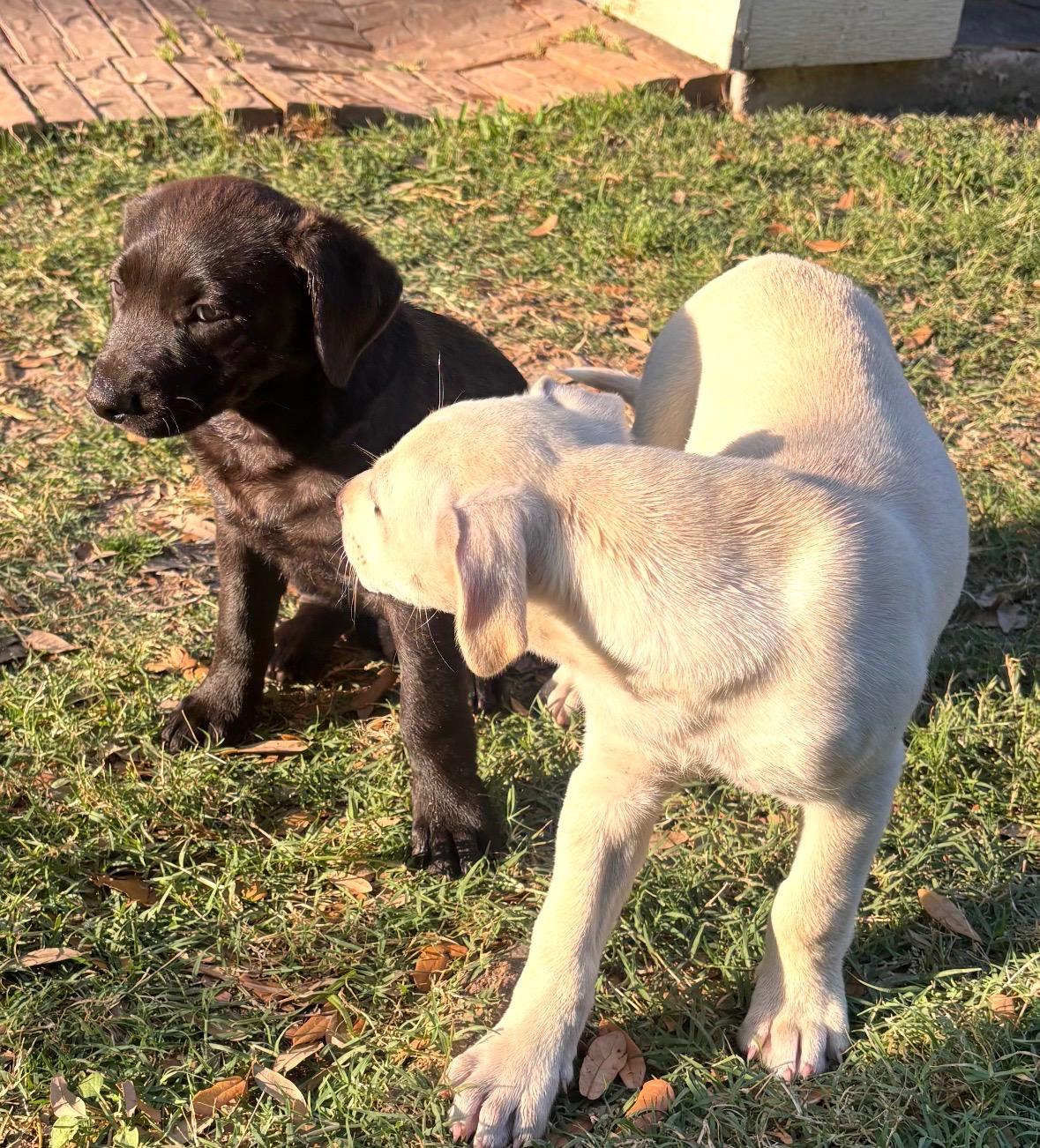 Enlarge Yin, an adopted mixed breed in Houston, TX image 5/5