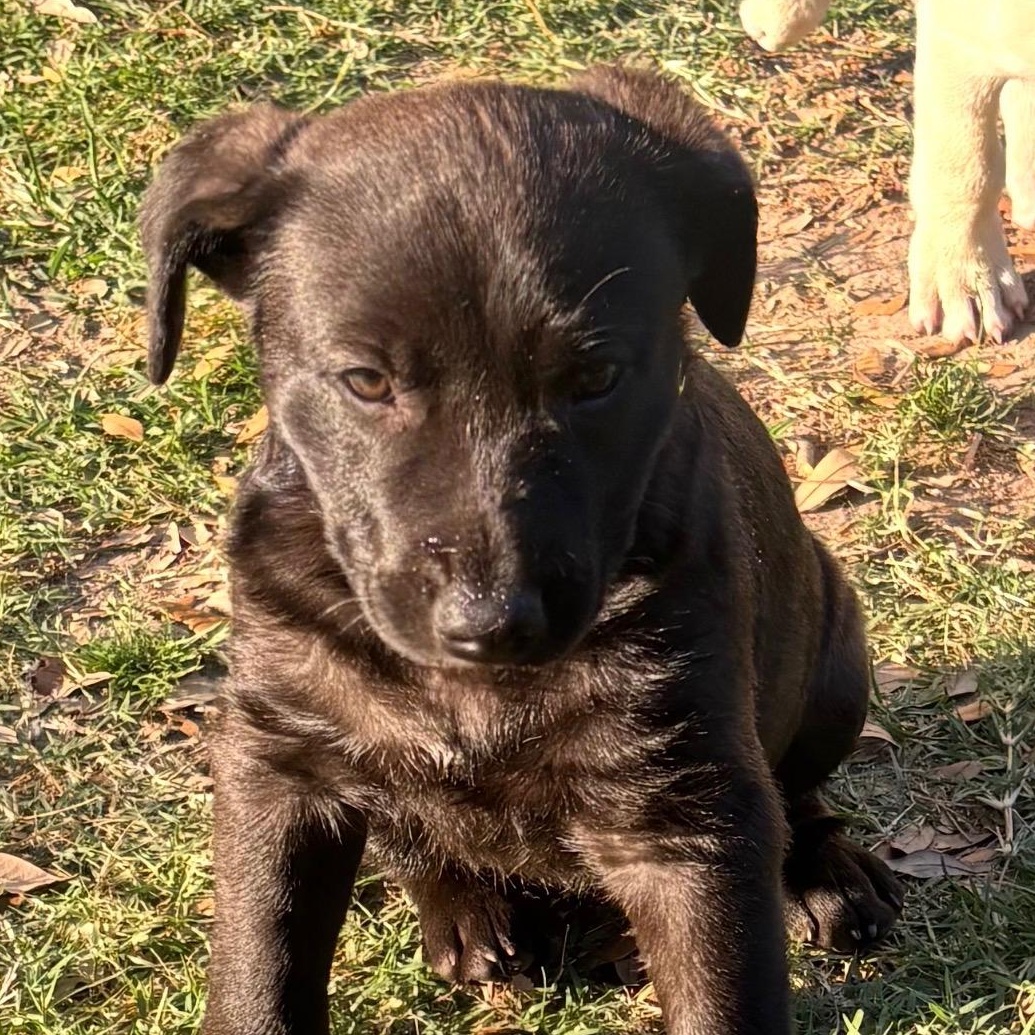 Yin, adopted, Puppy Female Retriever.
