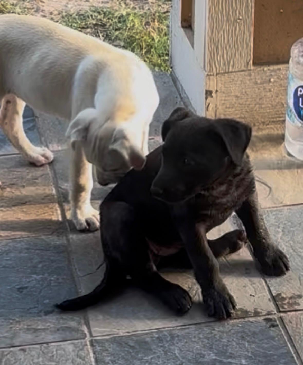 Enlarge Yin, an adopted mixed breed in Houston, TX image 3/5