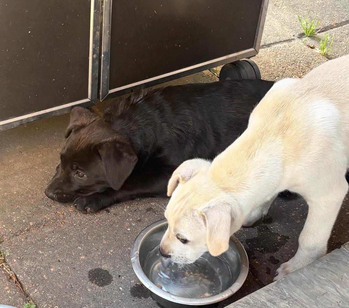 Enlarge Yin, an adopted mixed breed in Houston, TX image 4/5