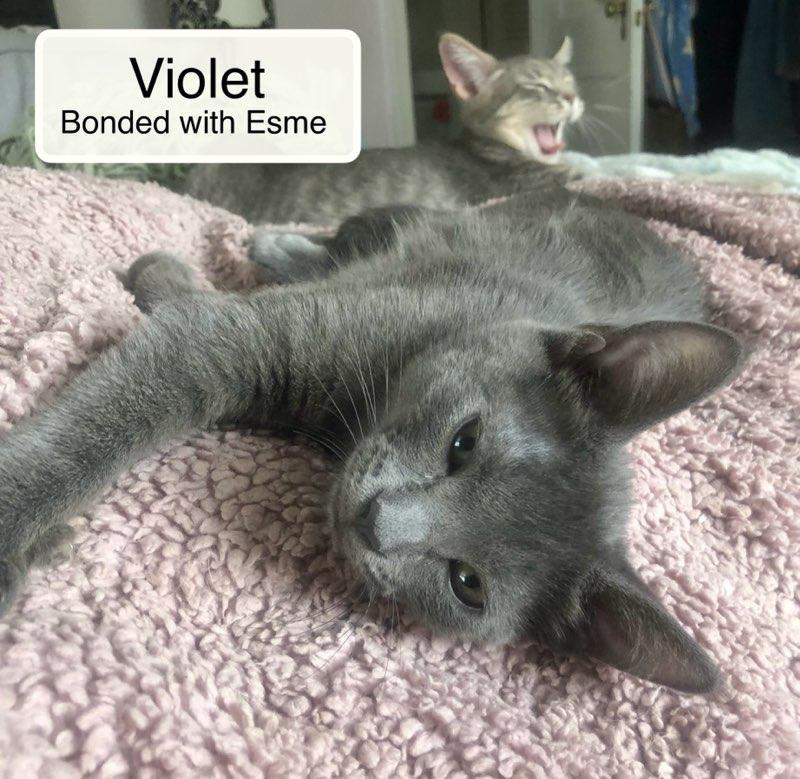 Violet bonded with Esme in foster care, a Adoptable Domestic Short Hair in Ellicott City, MD image 2/6