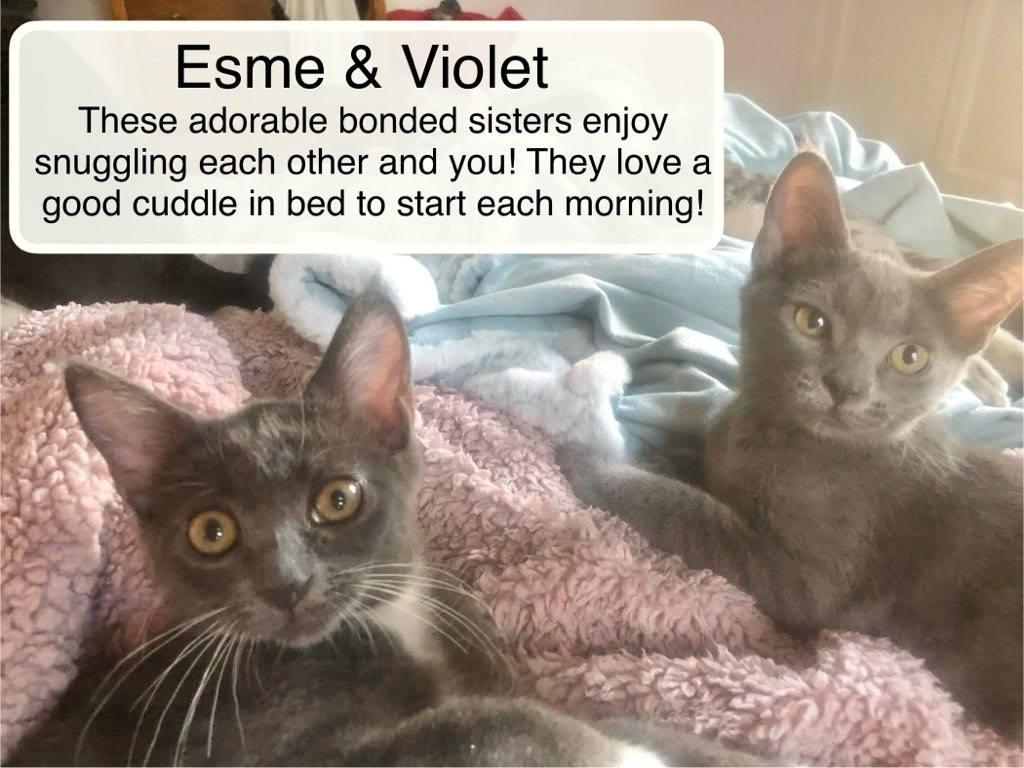 Violet bonded with Esme in foster care, a Adoptable Domestic Short Hair in Ellicott City, MD image 1/6