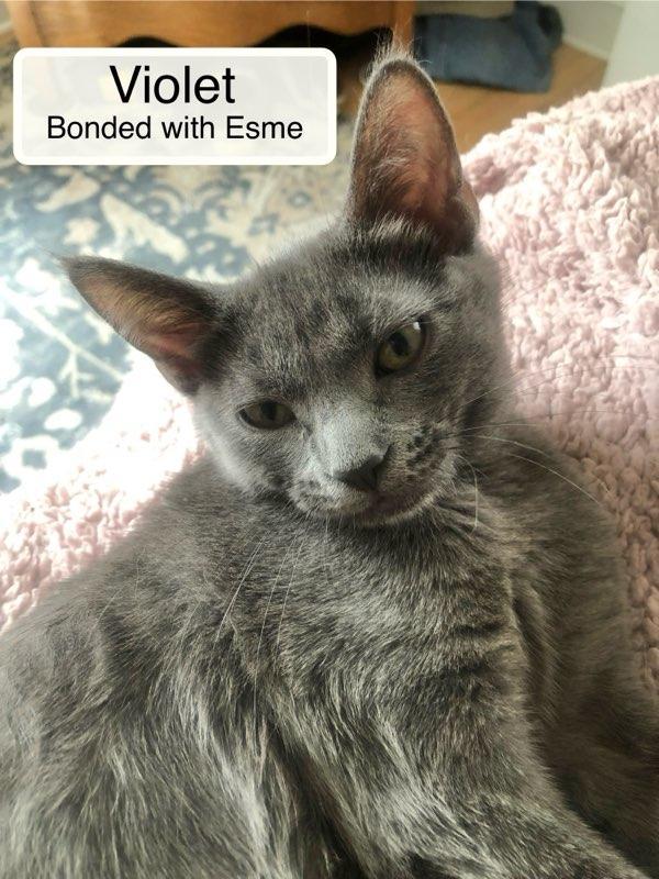 Violet bonded with Esme in foster care, a Adoptable Domestic Short Hair in Ellicott City, MD image 4/6